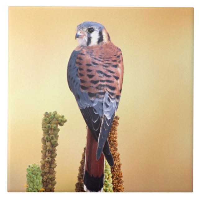Azulejo Kestrel, Falco sparverius, nativo de Estados Unido (Frente)