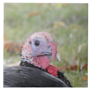 Azulejo Kevin, el turco sentado en la hierba