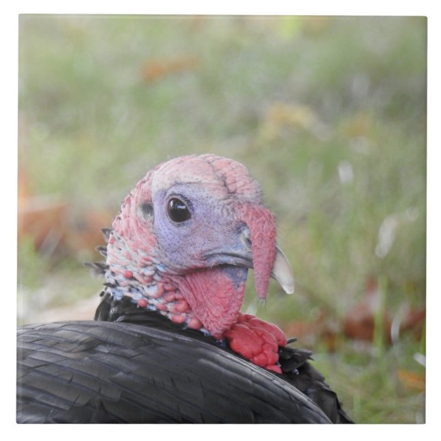 Azulejo Kevin, el turco sentado en la hierba (Frente)