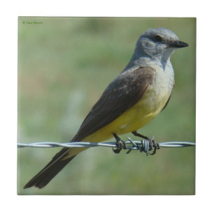 Azulejo Kingbird occidental B31