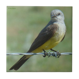 Azulejo Kingbird occidental B32