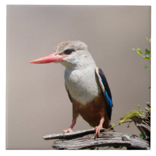 Azulejo Kingfisher de cabeza gris