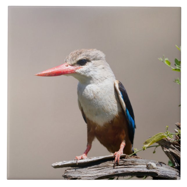 Azulejo Kingfisher de cabeza gris (Frente)