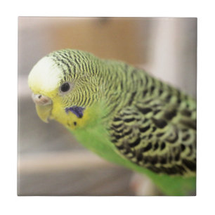 Azulejo Kiwi