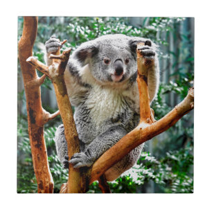 Azulejo Koala