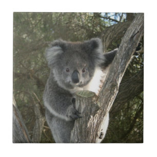 Azulejo Koala linda que sube un árbol