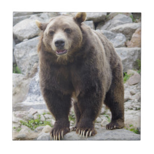 Azulejo Kodiak Bear