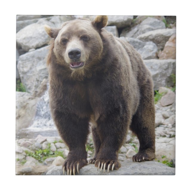 Azulejo Kodiak Bear (Frente)