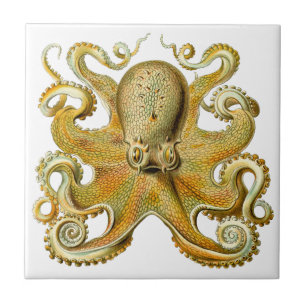 Azulejo Kraken vintage, Octopus Gamochonia, Ernst Haeckel