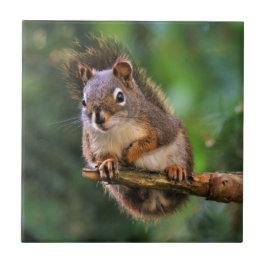 Azulejo La ardilla roja Saucy en el filo