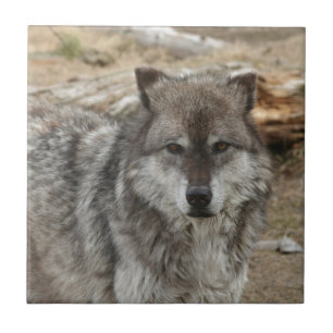 Azulejo la cara animal del lobo observa el parque canino
