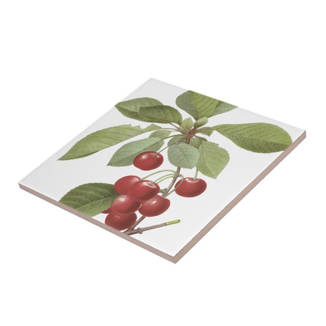 Azulejo La cereza real de Redoutés (Lado)