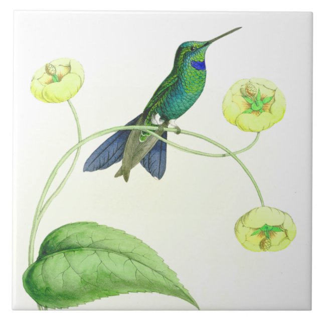 Azulejo La fauna de los pájaros del colibrí florece (Frente)