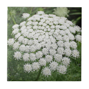 Azulejo La flor blanca y salvaje reina Ana