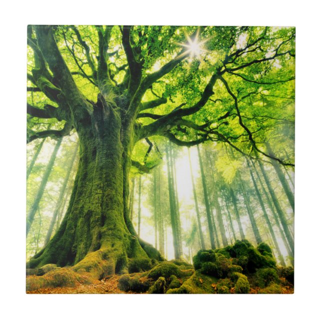 Azulejo La haya de Ponthus (Frente)