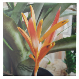 Azulejo La hierba perenne de la Heliconia de pico de loro