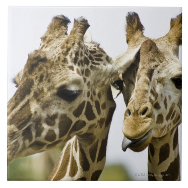 Azulejo La jirafa conocida se deriva de la palabra árabe (Frente)