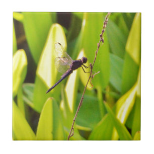 Azulejo La libélula azul y la negra sobre la hierba.