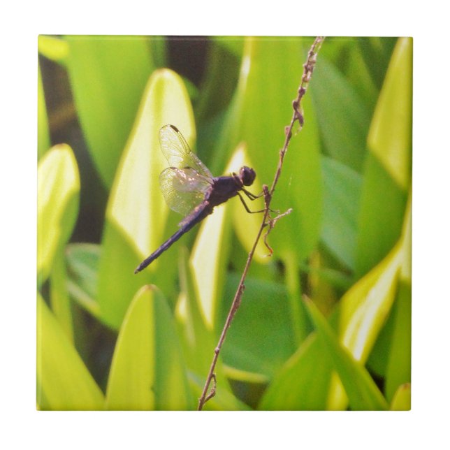 Azulejo La libélula azul y la negra sobre la hierba. (Frente)