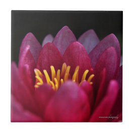 Azulejo La Lirio del Agua