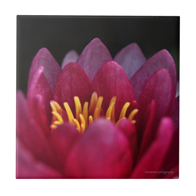 Azulejo La Lirio del Agua (Frente)