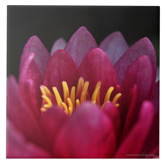 Azulejo La Lirio del Agua (Frente)