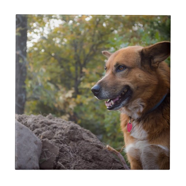 Azulejo La mirada de la lealtad (Frente)
