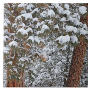 Azulejo La nieve llena las ramas de los pinos ponderosa