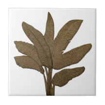 La planta de plátano de cobre deja blanco