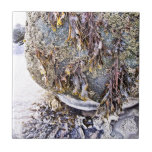 AZULEJO LA PLAYA<br><div class="desc">Un diseño fotográfico de la marea marina que se adentra en la playa y en las rocas,  exponiendo las algas y los barnacles.</div>
