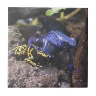 Azulejo La rana azul no entiende el espacio personal