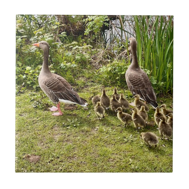 Azulejo La vida del pato. (Frente)