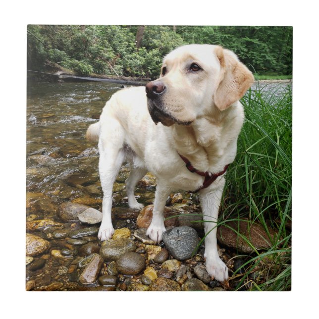 Azulejo Laboratorio amarillo, Perro de agua jugando en un  (Frente)