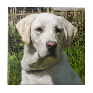 AZULEJO LABRADOR DOG