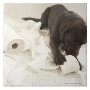 Azulejo Labrador marrón