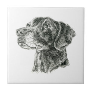 Azulejo Labrador negro