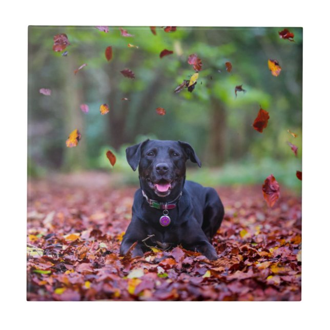Azulejo Labrador negro en hojas de otoño (Frente)