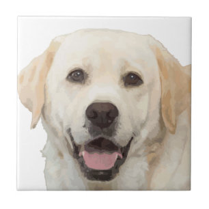 Azulejo Labrador retriever 1