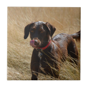 Azulejo Labrador Retriever marrón chocolate