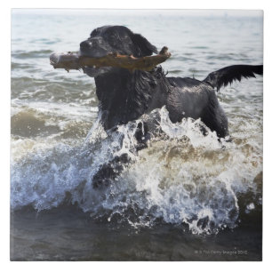 Azulejo Labrador retriever negro que corre a través de la