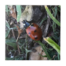 Azulejo Lady Bug