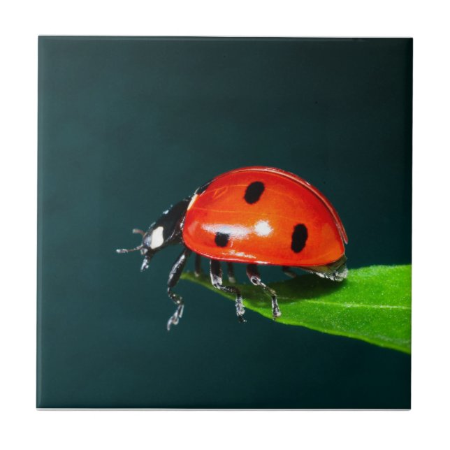 Azulejo Ladybug (Frente)