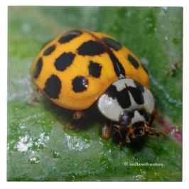 Azulejo Ladybug amarillo y negro de 18 puntos
