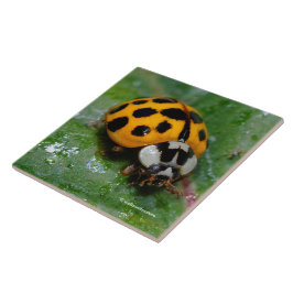 Azulejo Ladybug amarillo y negro de 18 puntos