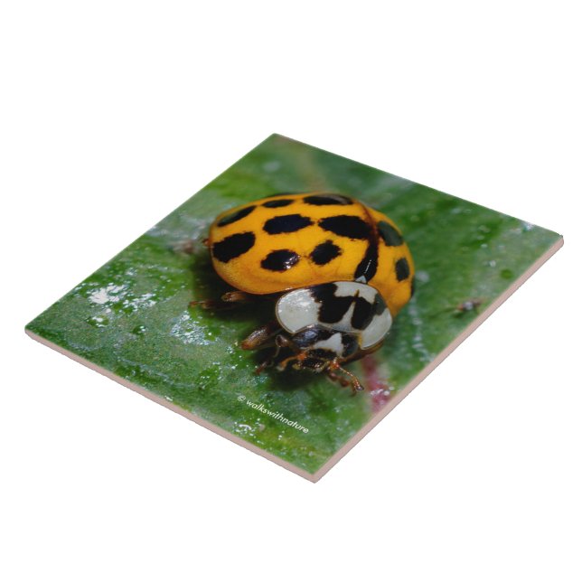 Azulejo Ladybug amarillo y negro de 18 puntos (Lado)