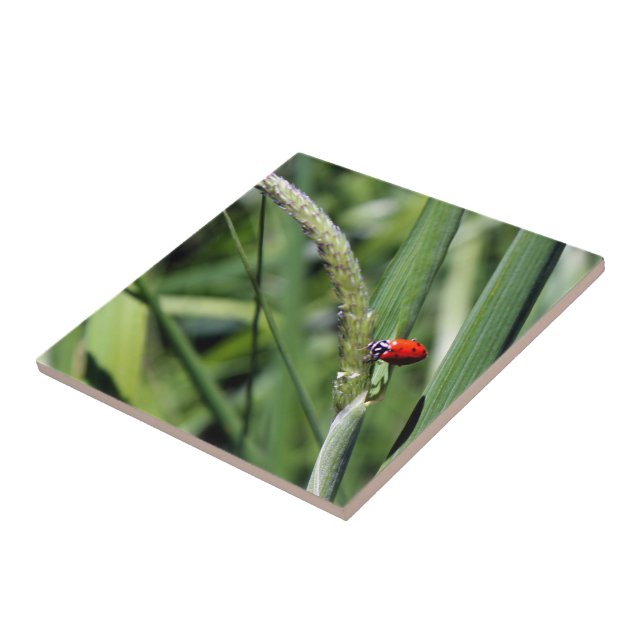 Azulejo Ladybug (Coccinellidae) (Lado)