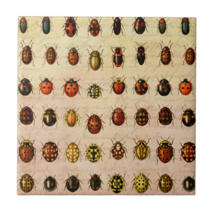 Azulejo Ladybug Ladybird Beetle Insect Bug