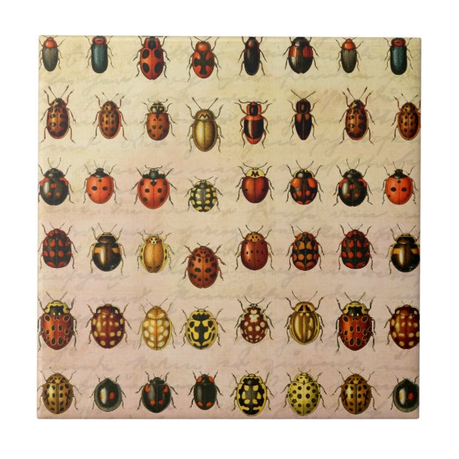Azulejo Ladybug Ladybird Beetle Insect Bug (Frente)