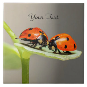 Azulejo Ladybugs Beetles Ceramic Tile