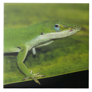 Azulejo Lagarto verde, Anolis carolinensis, adulto en palm